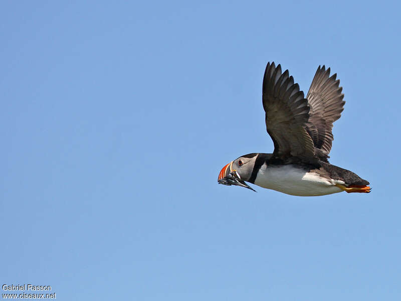 Atlantic Puffinadult, Flight