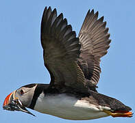 Atlantic Puffin