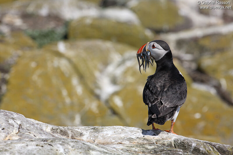 Atlantic Puffin