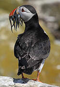 Atlantic Puffin