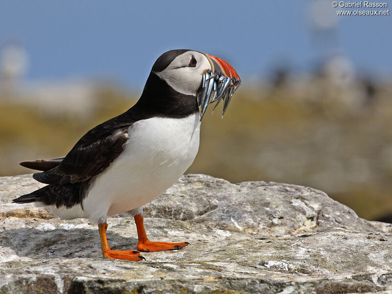 Atlantic Puffin