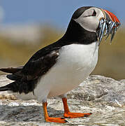 Atlantic Puffin