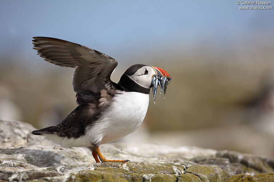 Atlantic Puffin