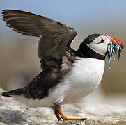 Atlantic Puffin