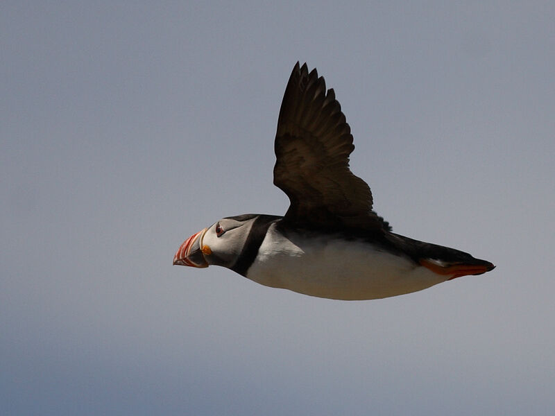 Atlantic Puffin