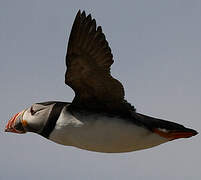 Atlantic Puffin