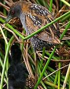 Baillon's Crake