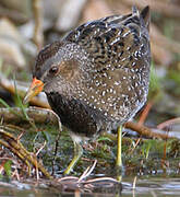 Spotted Crake