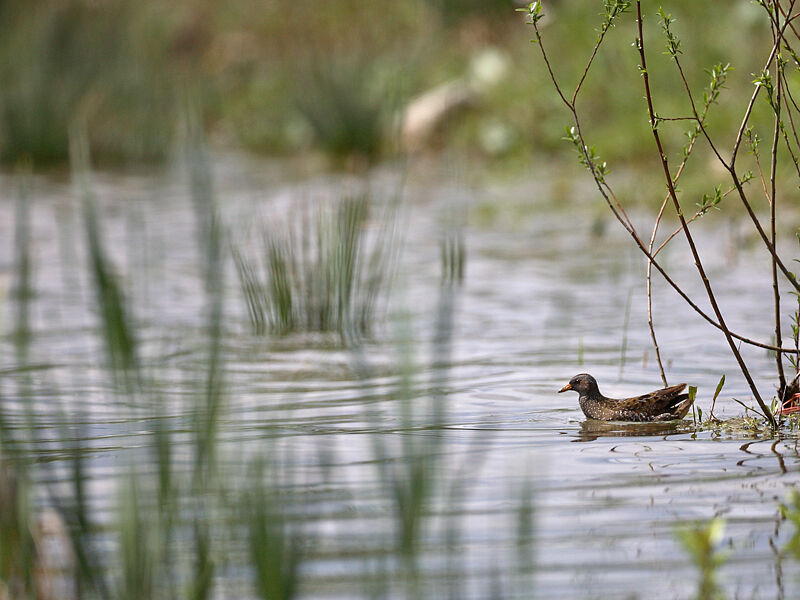 Spotted Crake