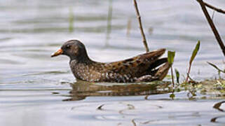 Spotted Crake