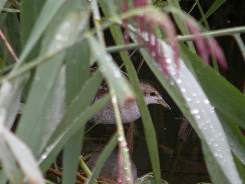 Little Crake