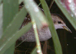 Little Crake