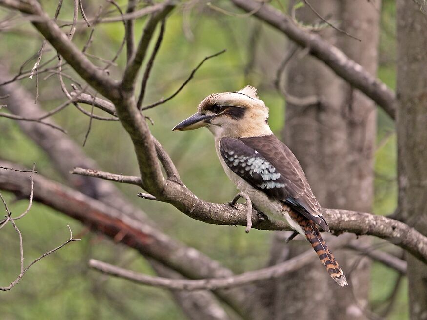 Laughing Kookaburra