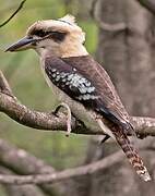 Laughing Kookaburra