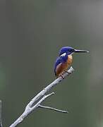 Azure Kingfisher