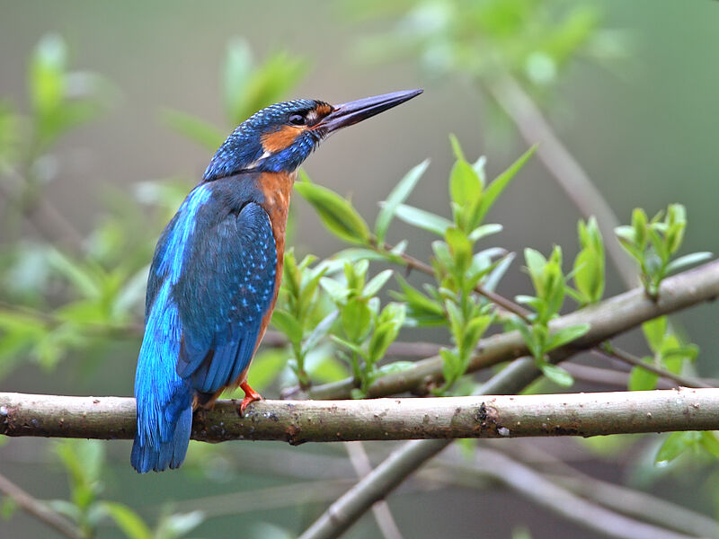 Common Kingfisher