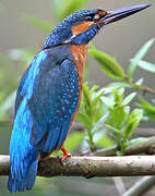 Common Kingfisher