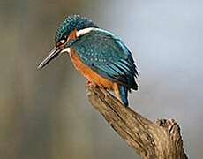 Common Kingfisher