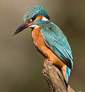 Common Kingfisher