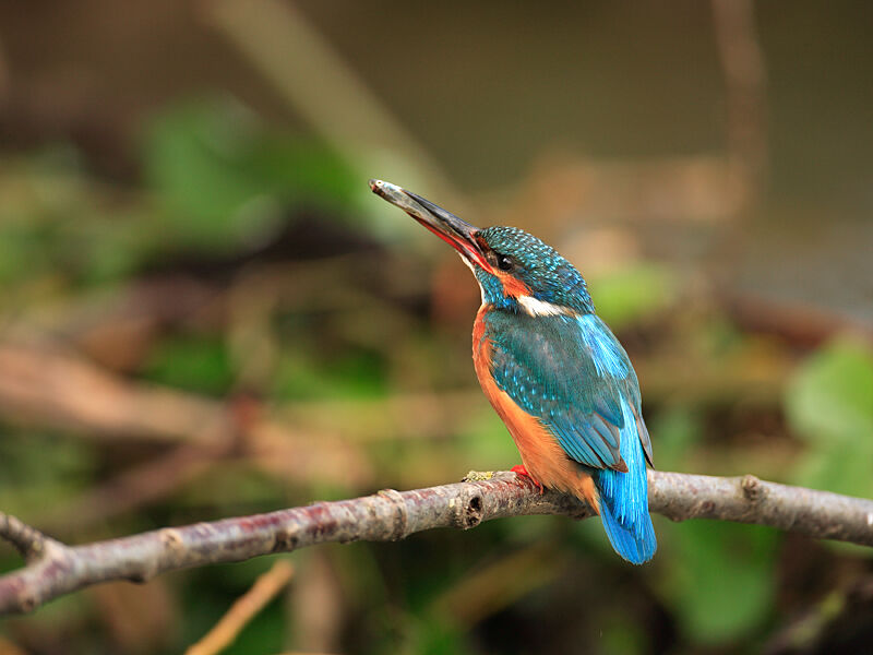 Common Kingfisher