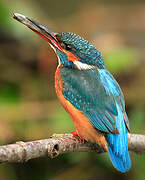 Common Kingfisher