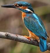 Common Kingfisher