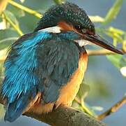 Common Kingfisher