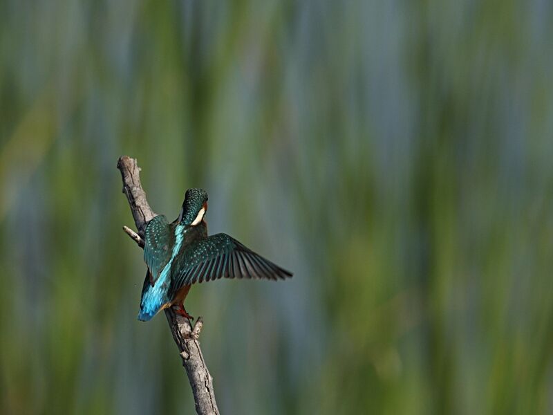 Common Kingfisher