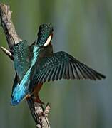 Common Kingfisher