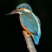 Common Kingfisher