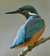 Common Kingfisher