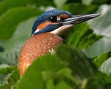 Common Kingfisher