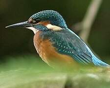 Common Kingfisher