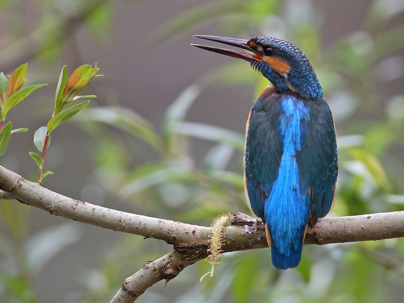 Common Kingfisher