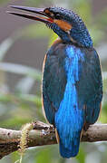 Common Kingfisher