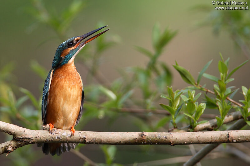 Common Kingfisher