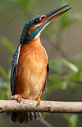 Common Kingfisher