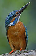 Common Kingfisher