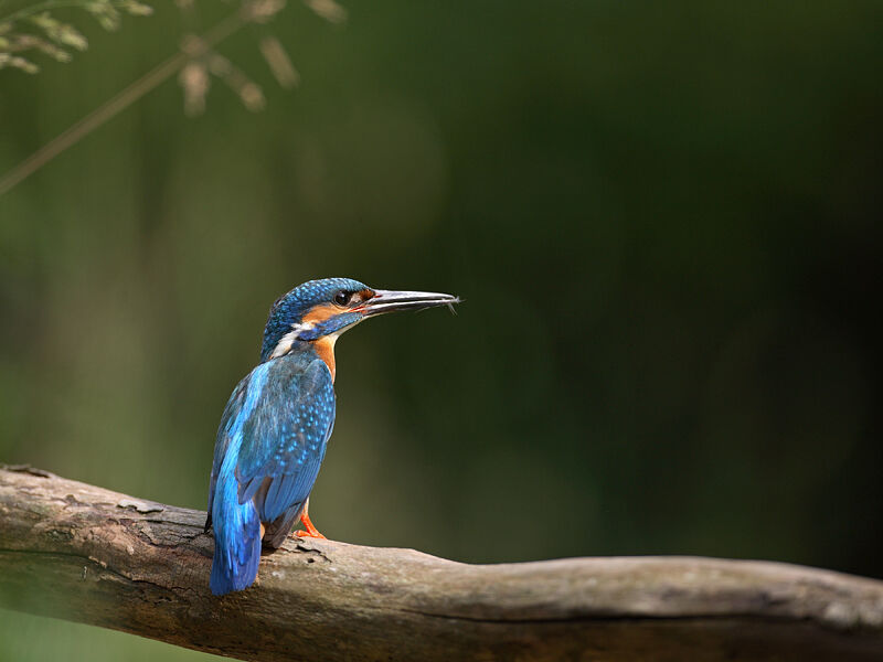 Common Kingfisher