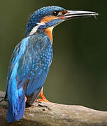 Common Kingfisher