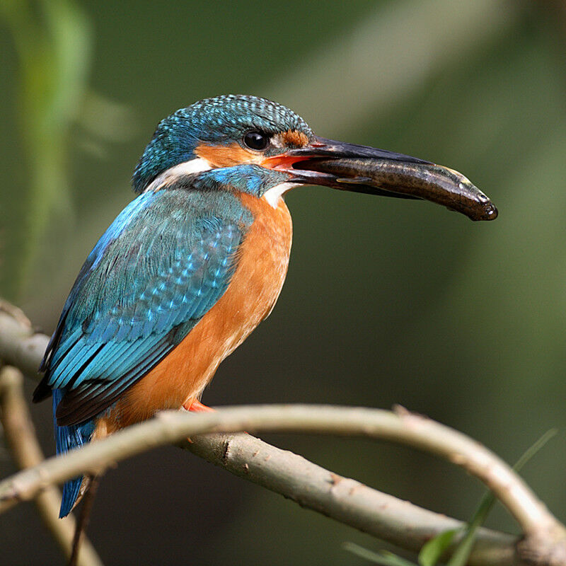 Martin-pêcheur d'Europe