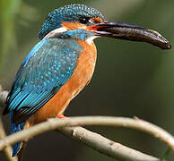 Common Kingfisher