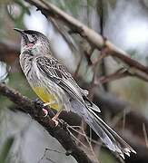 Red Wattlebird