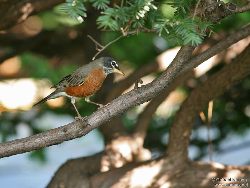 American Robin