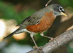 American Robin