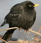 Common Blackbird