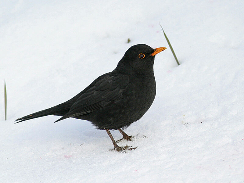 Common Blackbird