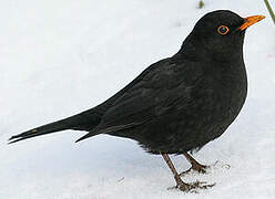 Common Blackbird