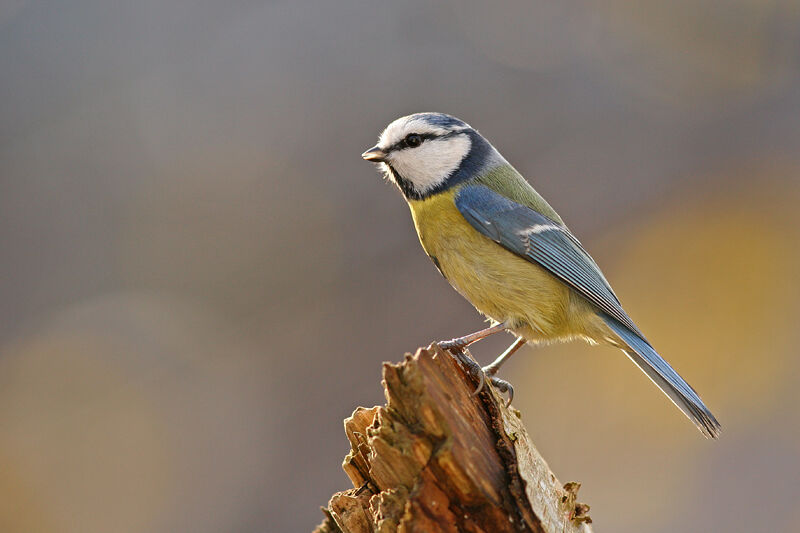 Eurasian Blue Tit