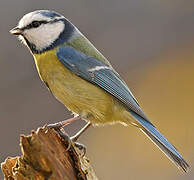 Mésange bleue